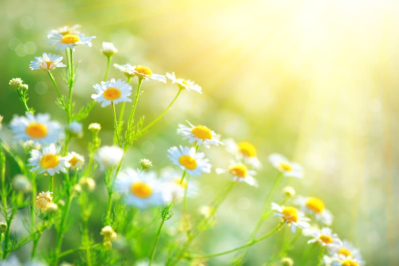 Homeopathy for Healthy Skin